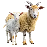 Sheep & Goat